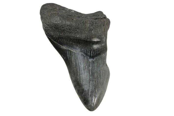 Partial, Fossil Megalodon Tooth - South Carolina #168930